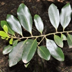 Diospyros australis (Black Plum, Yellow Persimmon, Grey Plum) at Beecroft Peninsula, NSW - 28 Sep 2020 by plants