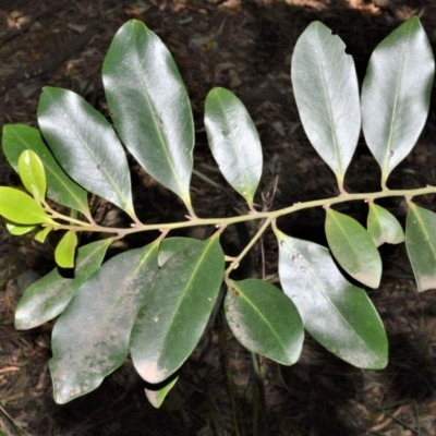 Diospyros australis (Black Plum, Yellow Persimmon, Grey Plum) at Beecroft Peninsula, NSW - 28 Sep 2020 by plants