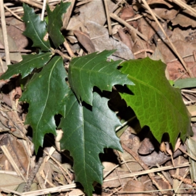 Trophis scandens subsp. scandens (Burny Vine) at Beecroft Peninsula, NSW - 28 Sep 2020 by plants