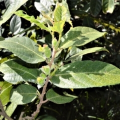 Ficus coronata (Creek Sandpaper Fig) at Beecroft Peninsula, NSW - 29 Sep 2020 by plants