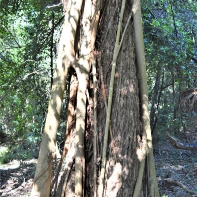 Ficus obliqua (Small-leaved Fig) at Beecroft Peninsula, NSW - 28 Sep 2020 by plants