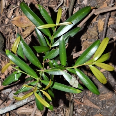Podocarpus elatus (Plum Pine, Brown Pine, Illawarra Plum) at Beecroft Peninsula, NSW - 29 Sep 2020 by plants