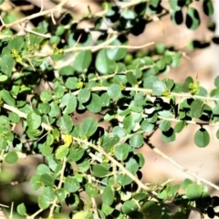 Maclura cochinchinensis (Cockspur Thorn) at Beecroft Peninsula, NSW - 28 Sep 2020 by plants