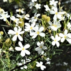 Ricinocarpos pinifolius (wedding bush) at Beecroft Peninsula, NSW - 29 Sep 2020 by plants