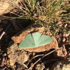 Prasinocyma semicrocea (Common Gum Emerald moth) at Mount Majura - 25 Sep 2020 by Louisab