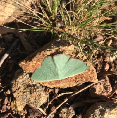 Prasinocyma semicrocea (Common Gum Emerald moth) at Hackett, ACT - 25 Sep 2020 by Louisab