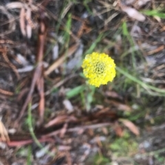 Craspedia variabilis (Common Billy Buttons) at Watson, ACT - 24 Sep 2020 by Louisab