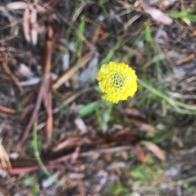 Craspedia variabilis (Common Billy Buttons) at Watson, ACT - 24 Sep 2020 by Louisab