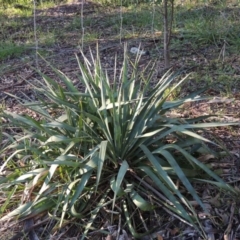 Yucca (genus) at Chisholm, ACT - 30 May 2020 by MichaelBedingfield