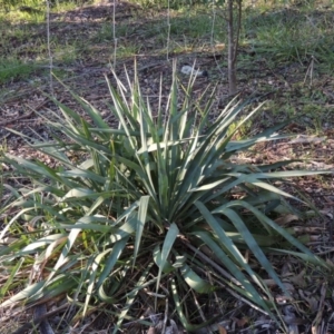 Yucca (genus) at Chisholm, ACT - 30 May 2020 06:08 PM