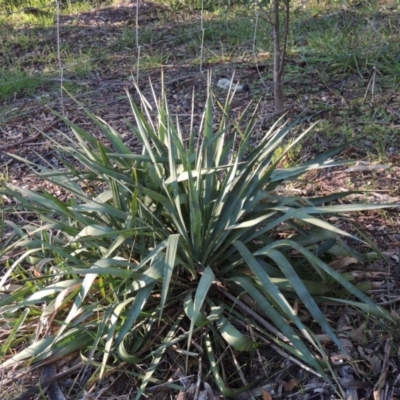 Yucca (genus) at Chisholm, ACT - 30 May 2020 by MichaelBedingfield