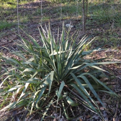 Yucca sp. at Chisholm, ACT - 30 May 2020 by MichaelBedingfield