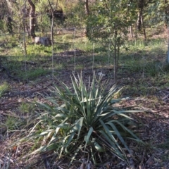 Yucca (genus) at Chisholm, ACT - 30 May 2020 06:08 PM