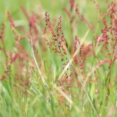 Rumex acetosella (Sheep Sorrel) at Wodonga, VIC - 29 Sep 2020 by KylieWaldon
