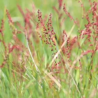 Rumex acetosella (Sheep Sorrel) at Wodonga, VIC - 28 Sep 2020 by Kyliegw