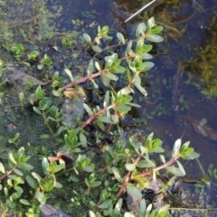 Lythrum hyssopifolia (Small Loosestrife) at Melrose - 30 May 2020 by michaelb