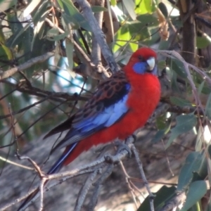 Platycercus elegans at Chisholm, ACT - 30 May 2020 06:19 PM