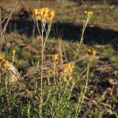 Chrysocephalum semipapposum (Clustered Everlasting) at Chisholm, ACT - 30 May 2020 by MichaelBedingfield