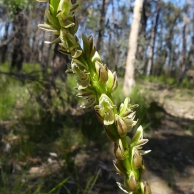 Prasophyllum elatum (Tall Leek Orchid) at Buxton, NSW - 28 Sep 2020 by Curiosity