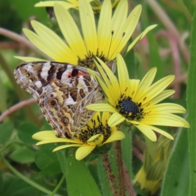 Vanessa kershawi (Australian Painted Lady) at Paddys River, ACT - 27 Sep 2020 by RodDeb