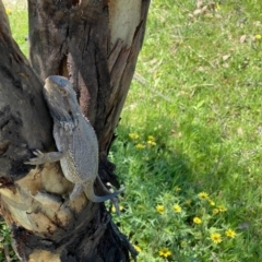 Pogona barbata (Eastern Bearded Dragon) at Jerrabomberra, ACT - 28 Sep 2020 by Shazw