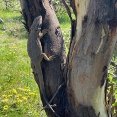 Pogona barbata at Jerrabomberra, ACT - suppressed