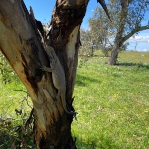 Pogona barbata at Jerrabomberra, ACT - suppressed