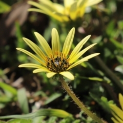 Arctotheca calendula at Paddys River, ACT - 27 Sep 2020 11:52 AM