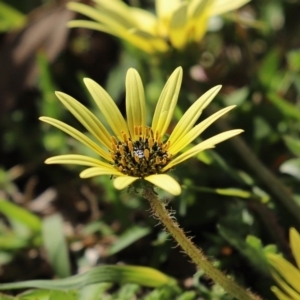 Arctotheca calendula at Paddys River, ACT - 27 Sep 2020