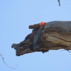 Callocephalon fimbriatum (Gang-gang Cockatoo) at Federal Golf Course - 29 Sep 2020 by LisaH