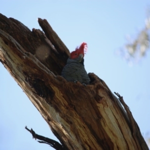 Callocephalon fimbriatum at Red Hill, ACT - suppressed