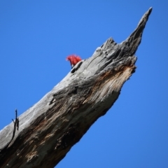 Callocephalon fimbriatum at Red Hill, ACT - 29 Sep 2020