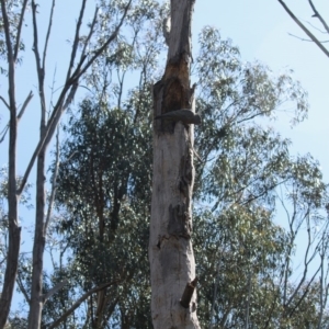 Callocephalon fimbriatum at Red Hill, ACT - suppressed