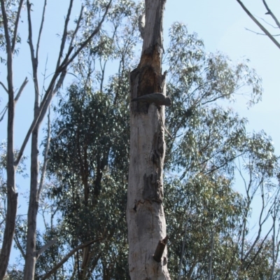 Callocephalon fimbriatum (Gang-gang Cockatoo) at Red Hill, ACT - 29 Sep 2020 by LisaH