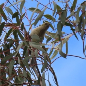 Ptilotula fusca at Tharwa, ACT - 27 Sep 2020