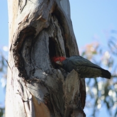 Callocephalon fimbriatum (Gang-gang Cockatoo) at Red Hill, ACT - 29 Sep 2020 by LisaH