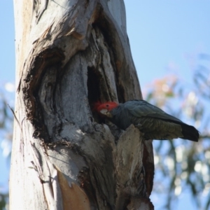 Callocephalon fimbriatum at Red Hill, ACT - suppressed