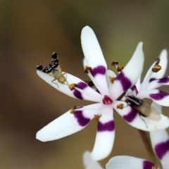 Spathulina acroleuca (A seed fly) at Paddys River, ACT - 27 Sep 2020 by RodDeb