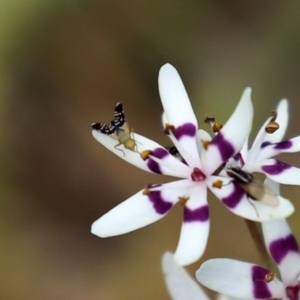 Spathulina acroleuca at Paddys River, ACT - 27 Sep 2020