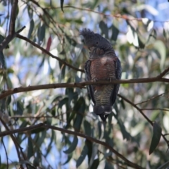 Callocephalon fimbriatum (Gang-gang Cockatoo) at Federal Golf Course - 29 Sep 2020 by LisaH