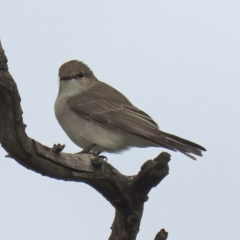 Microeca fascinans (Jacky Winter) at Tennent, ACT - 27 Sep 2020 by RodDeb