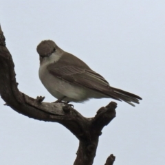 Microeca fascinans at Tennent, ACT - 27 Sep 2020 01:18 PM