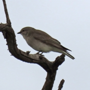 Microeca fascinans at Tennent, ACT - 27 Sep 2020 01:18 PM