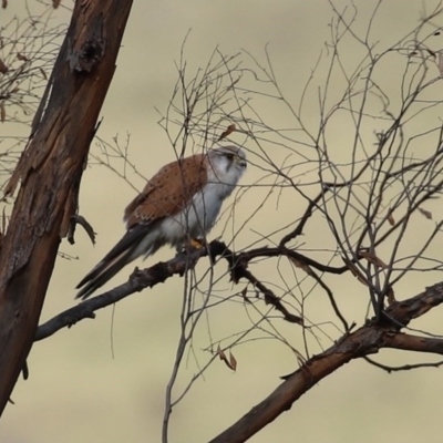 Falco cenchroides (Nankeen Kestrel) at Tharwa, ACT - 27 Sep 2020 by RodDeb