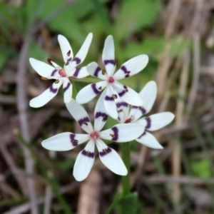 Wurmbea dioica subsp. dioica at Paddys River, ACT - 27 Sep 2020