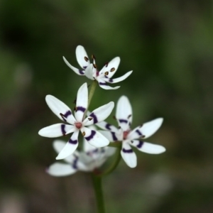 Wurmbea dioica subsp. dioica at Paddys River, ACT - 27 Sep 2020