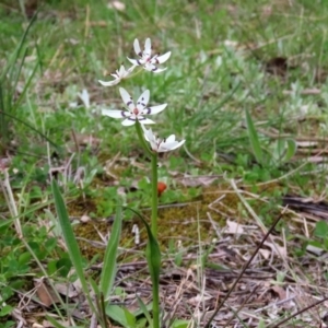 Wurmbea dioica subsp. dioica at Paddys River, ACT - 27 Sep 2020