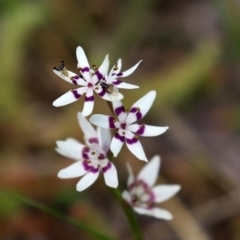 Wurmbea dioica subsp. dioica at Paddys River, ACT - 27 Sep 2020 02:17 PM