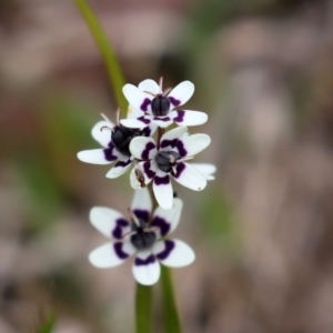 Wurmbea dioica subsp. dioica at Paddys River, ACT - 27 Sep 2020 02:17 PM