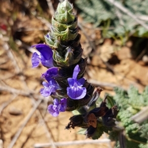 Salvia verbenaca var. verbenaca at Mitchell, ACT - 29 Sep 2020 11:31 AM